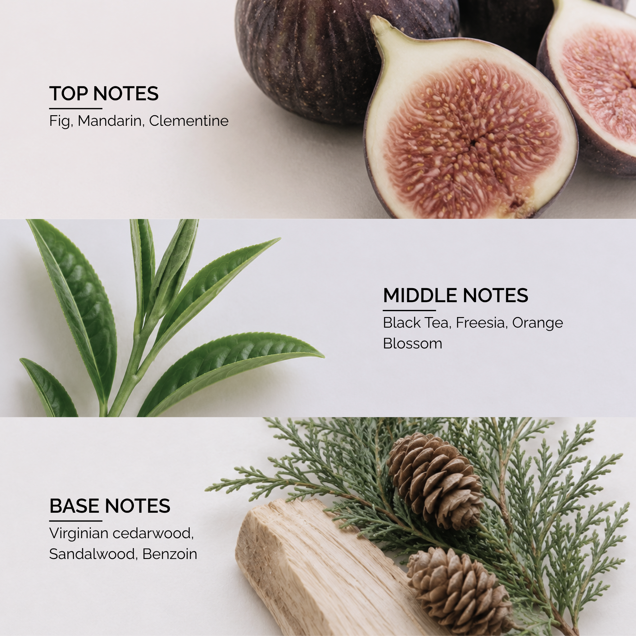 Fig Infusion by Nathalie Lorson