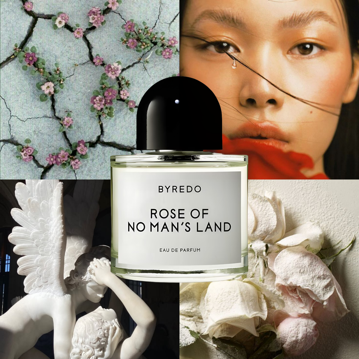 Rose Of No Man's Land